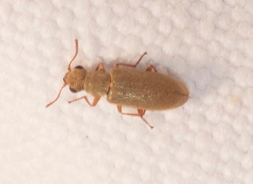 Danacea sp.